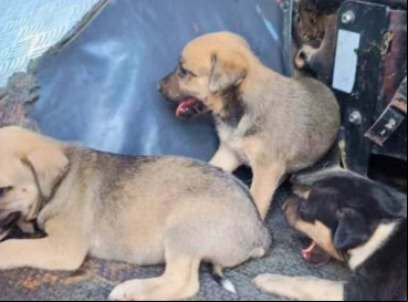 Três filhotes de cachorro foram resgatados pelos bombeiros em um incêndio registrado no município de Baturité  