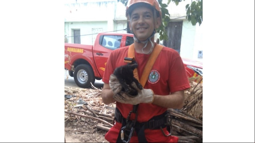 Cobras, jibóias, gatos e cachorros, estão entre as espécies mais resgatadas