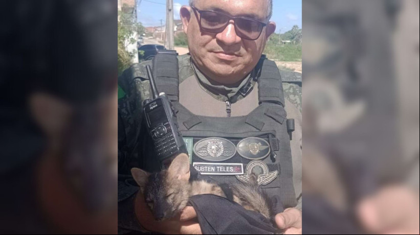 A raposa foi entregue ao Centro de Triagem de Animais Silvestres do Ibama