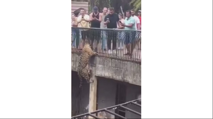 Onça-pintada escala pilastra dentro de recinto no Zoológico de Brasília