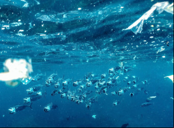 Esse é apenas um dos vários reflexos da grave poluição marinha. A previsão é que até 2050 exista mais plástico que peixes no Oceano.