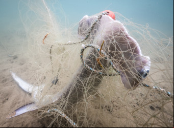 O terror da pesca fantasma