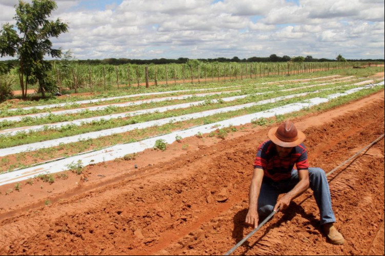 Agricultor e lavoura em Icapuí, onde choveu na madrugada desta sexta-feira, 5