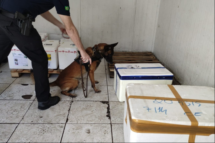 Apreensão foi realizada com ajuda de cães farejadores