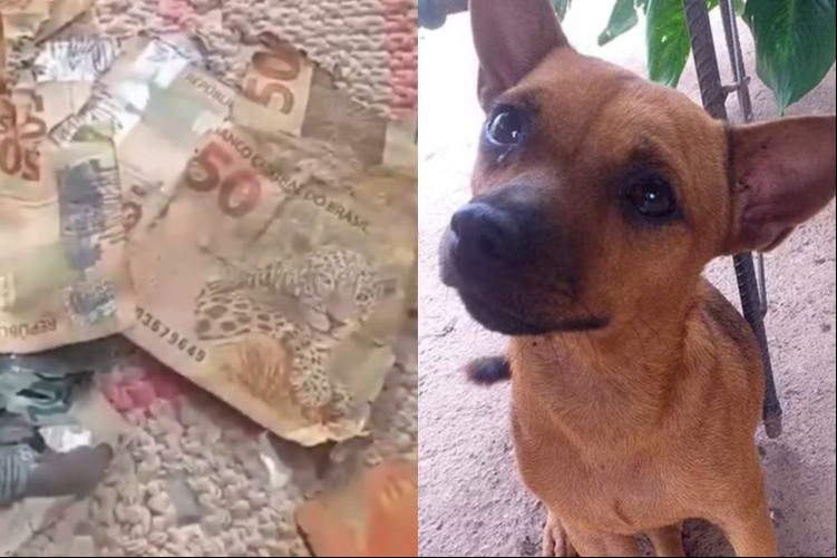 O vira-lata caramelo rasgou R$ 1.340 após encontrar sacola com o dinheiro atrás do guarda-roupa