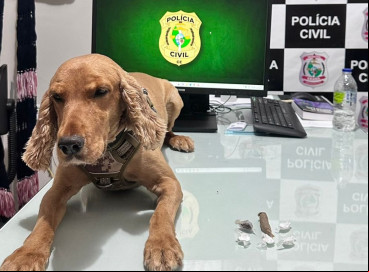 O cão farejador Marley ajudou na apreensão 