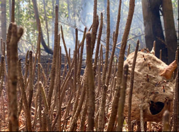 Imagem de apoio ilustrativo. Fogo na floresta do Parque Estadual do Cocó, em Fortaleza 