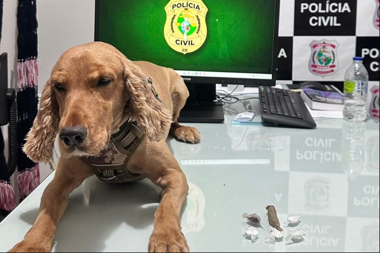 O cão farejador Marley ajudou na apreensão