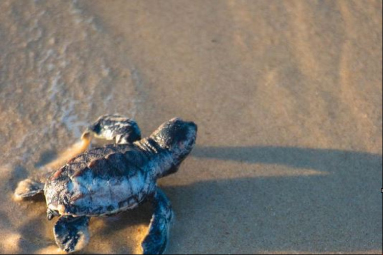 Frequentadores de praias devem ter cuidados durante o período de desova das tartarugas marinhas