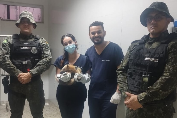 Policiais militares pousam com o tamaduá-mirim já sobre cuidados