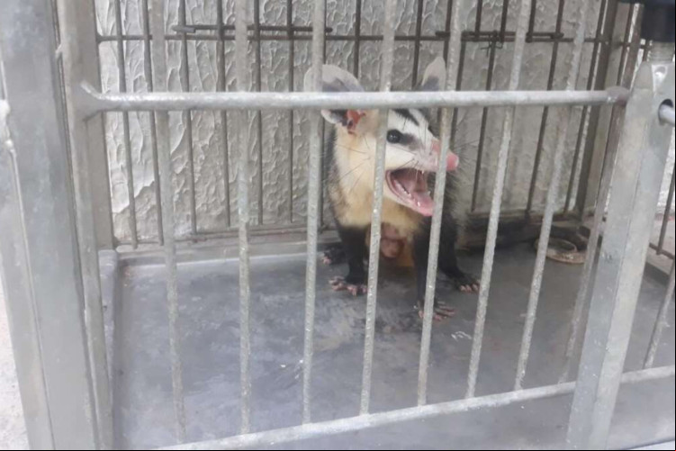Falcão e cassaco foram resgatados em duas ocorrências diferentes no Ceará Falcão e cassaco foram resgatados em duas ocorrências diferentes no Ceará