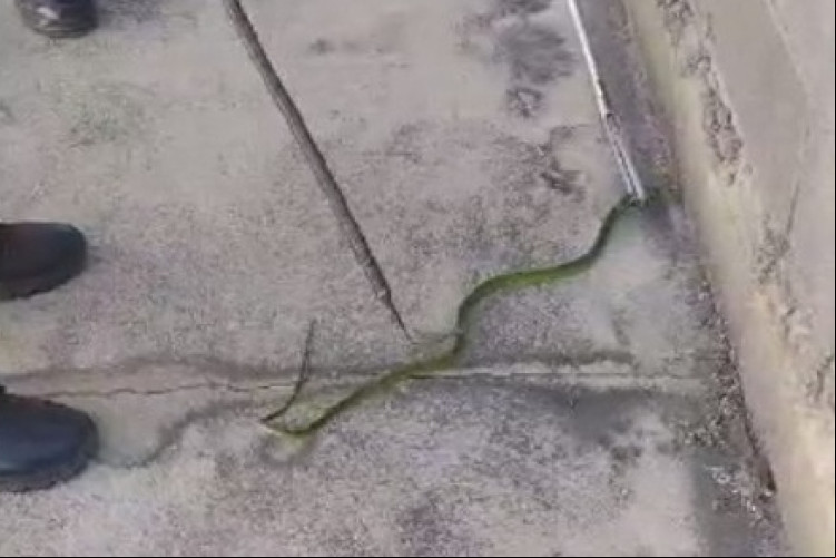 Foto de apoio ilustrativo.Maioria dos animais resgatados pelo BPMA no Cariri são cobras