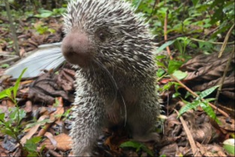 Os animais foram resgatados em segurança. O porco espinho foi levado a um refúgio ambiental em Guaramiranga