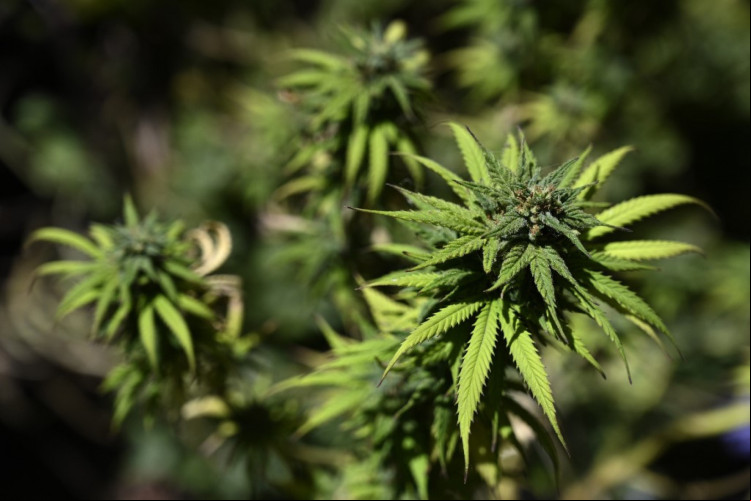 Imagem de apoio ilustrativo mostrando planta de Maconha.