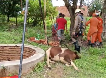Resgate do animal ocorreu na tarde desse sábado, 24, e durou cerca de cinco horas 