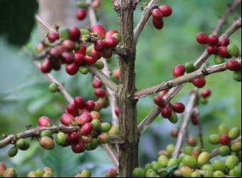 O animal consome a cereja do café e, após expelidos, os grãos são coletados para a venda e o consumo.