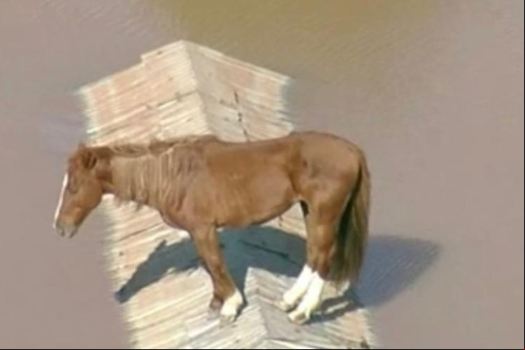Felipe Neto mobiliza resgate de cavalo preso em telhado por causa de enchente no Rio Grande do Sul