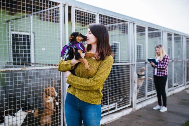 Toda ajuda é importante para que os abrigos de animais continuem funcionando (Imagem: hedgehog94 | Shutterstock)
