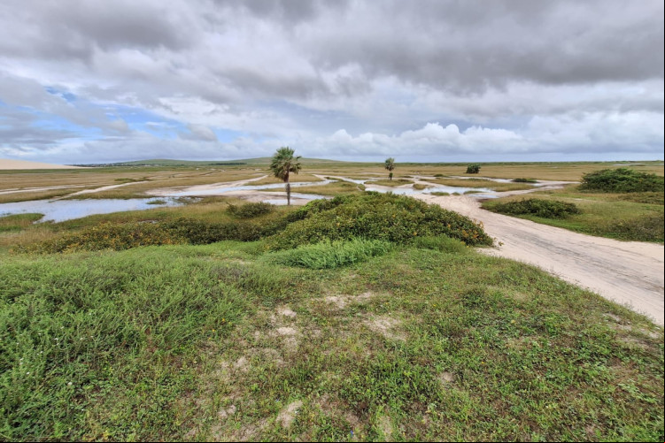 Vegetação de restinga dentro do Parque Nacional de Jericoacoara, no litoral Oeste do Ceará