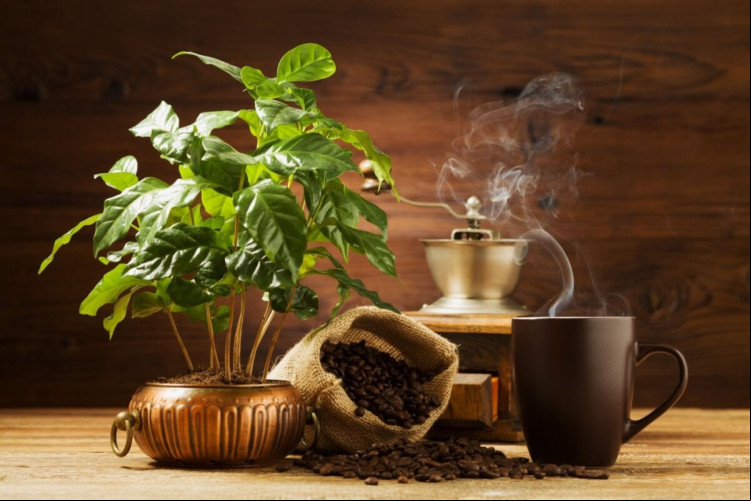 O Brasil é um dos maiores produtores e exportadores de café (Imagem: gkrphoto | Shutterstock)