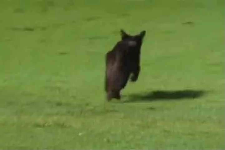 Recentemente, nos minutos finais do jogo entre Santos e Palmeiras, pela final do Campeonato Paulista de 2024, um gato preto surgiu correndo no gramado da Vila Belmiro e paralisou brevemente a partida. 
