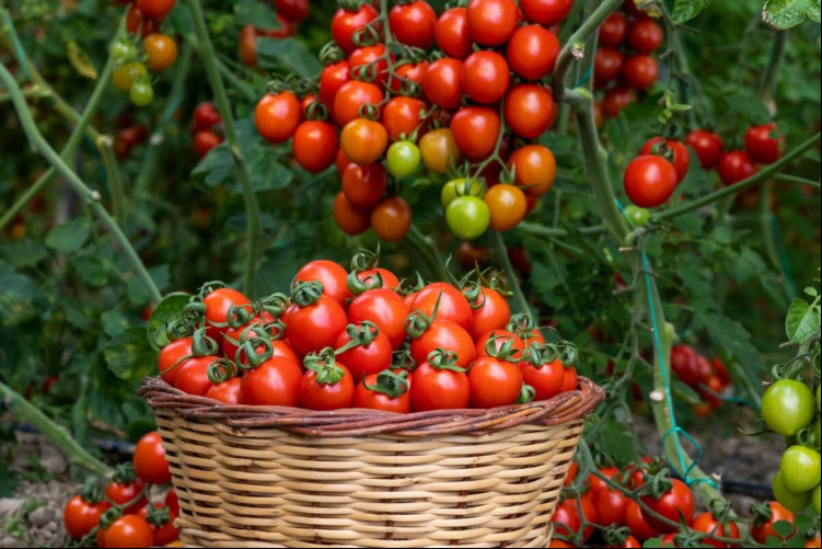 Há diversos tipos e sabores de tomates (Imagem: sadecestock | Shutterstock)