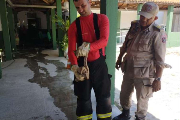Jiboia resgatada em escola de Maranguape