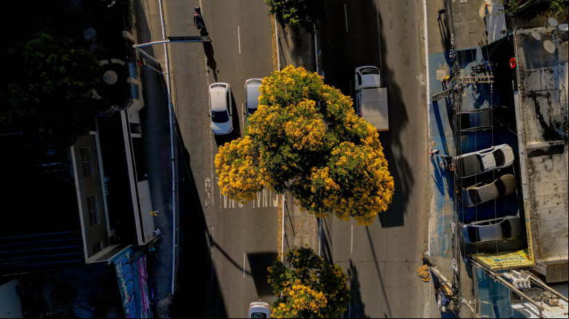 FORTALEZA, CEARÁ, BRASIL-02.09.2024: Floração de Ipes em Fortaleza, Avenida Domingos Olímpio. (Aurélio Alves/ O POVO)