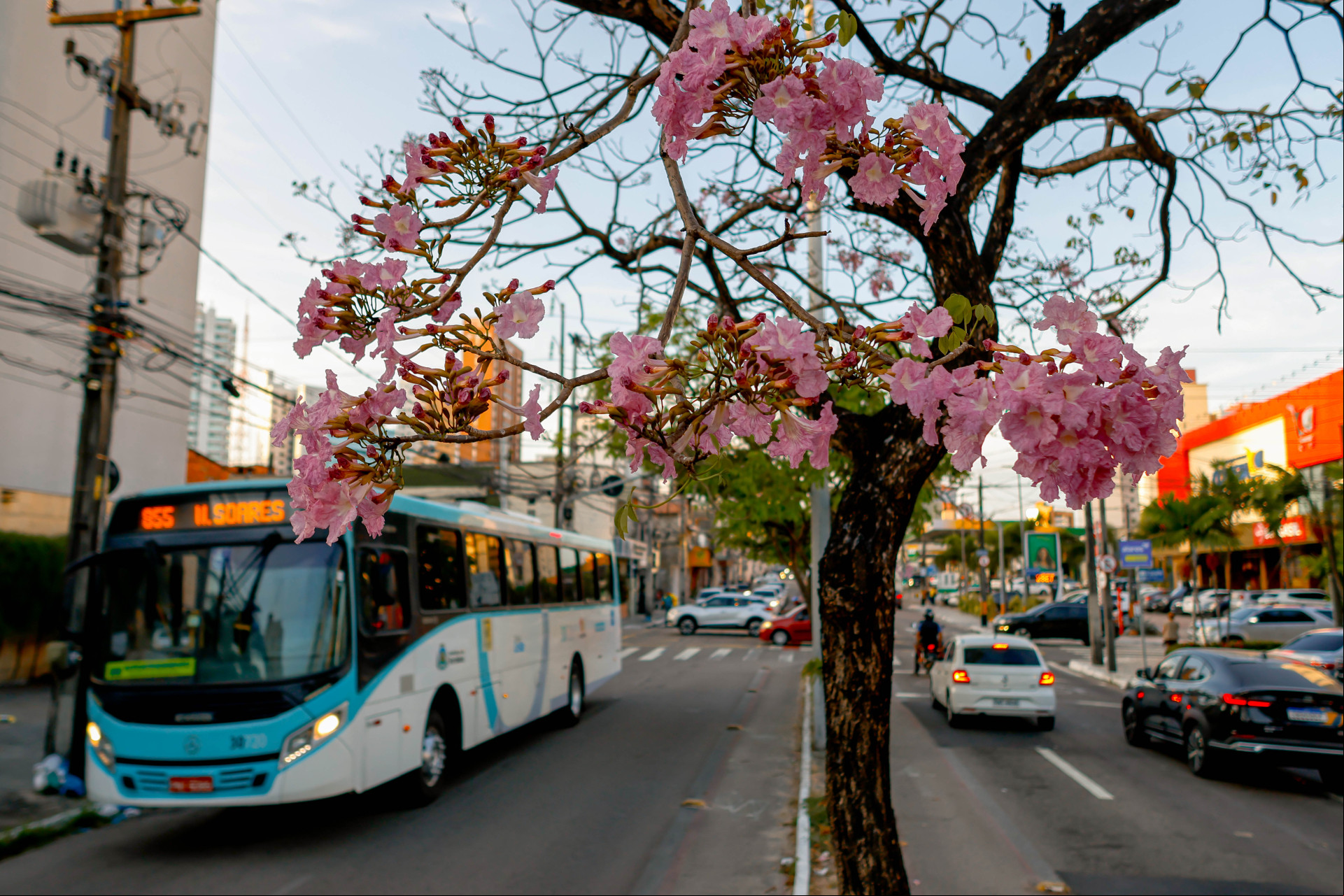 FORTALEZA, CEARÁ, BRASIL-02.09.2024: Floração de Ipes em Fortaleza, Avenida Virgílio Távora. (Aurélio Alves/ O POVO)
