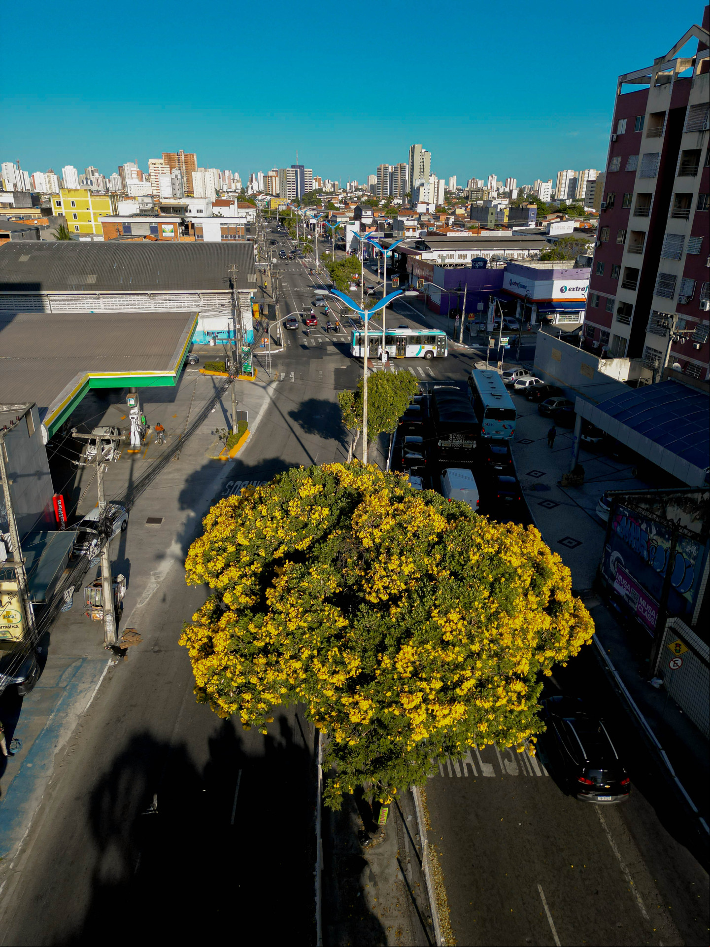 FORTALEZA, CEARÁ, BRASIL-02.09.2024: Floração de Ipes em Fortaleza, Avenida Domingos Olímpio. (Aurélio Alves/ O POVO)