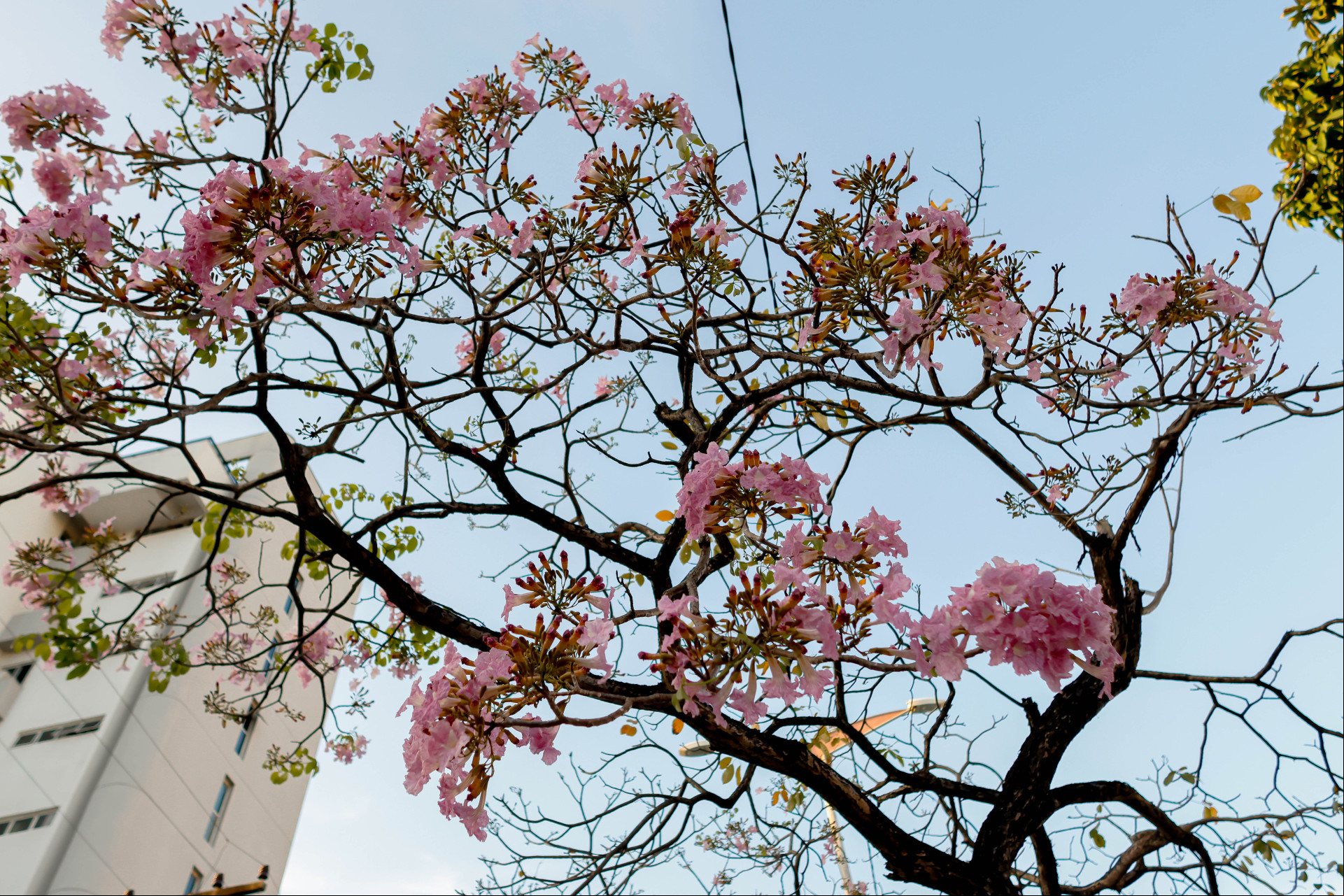 FORTALEZA, CEARÁ, BRASIL-02.09.2024: Floração de Ipes em Fortaleza, Avenida Virgílio Távora. (Aurélio Alves/ O POVO)