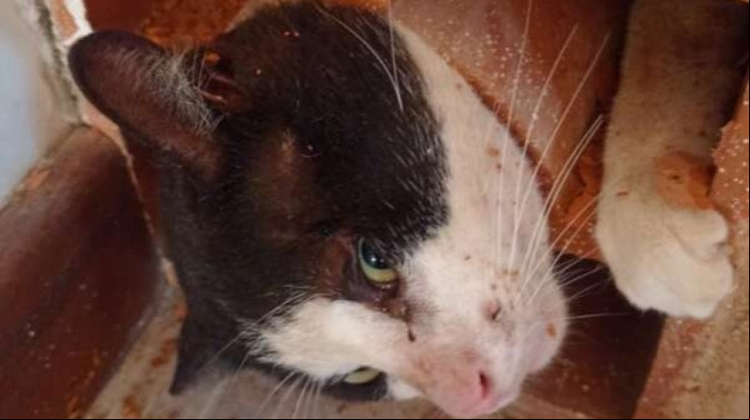 O animal estava preso a um cobogó de parede em um bairro no município de Caucaia