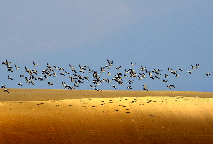 Ambientalistas dizem que essa colocação de espelhos gigantes em extensão tão grande pode afetar a flora e fauna, inclusive o fluxo de aves migratórias. Muitas podem morrer batendo no espelho.