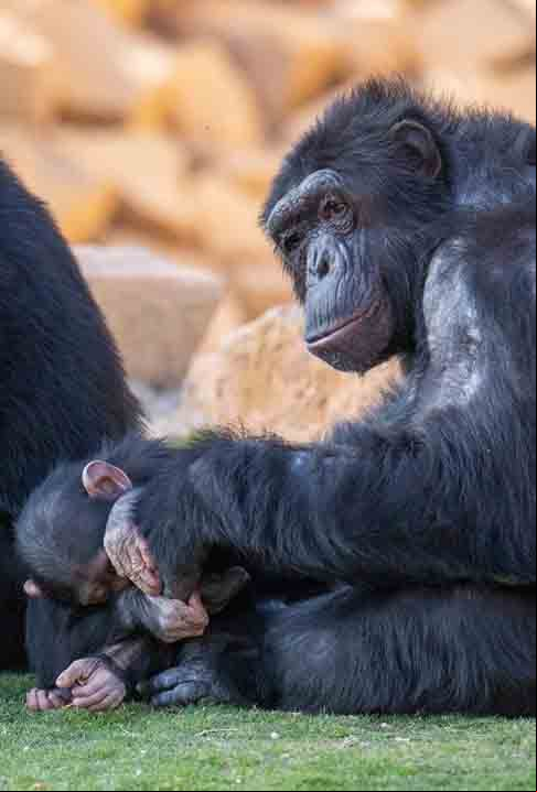 Outro estudo, publicado na revista da Royal Society Open Science, relatou uma invasão de chimpanzés selvagens de Guiné a locais que produziam álcool de palma.