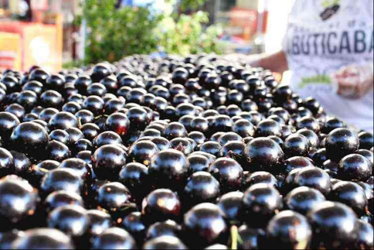 A levedura natural (fungos microscópicos) fermenta a fruta madura, convertendo as moléculas de açúcar em etanol e dióxido de carbono. Aí a fruta pode deixar os animais bêbados