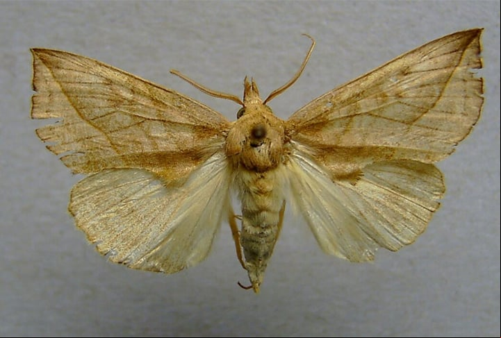 MARIPOSA - Muitos entomologistas colocam cerveja ou vinho em armadilhas para insetos. Um estudo descobriu em 2008 que 35 espécies de mariposas eram atraídas por armadilhas que tivessem essas bebidas.