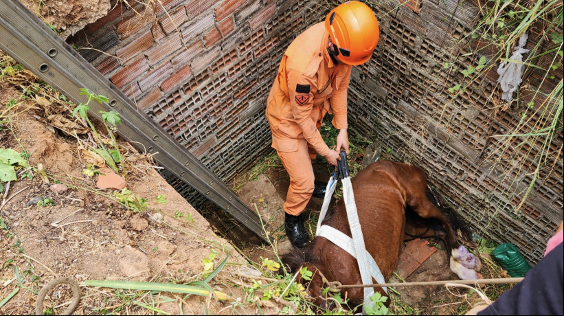 Cavalo foi resgatado de buraco em Baturité pelo Corpo de Bombeiros, mas não resistiu aos ferimentos causados pela queda