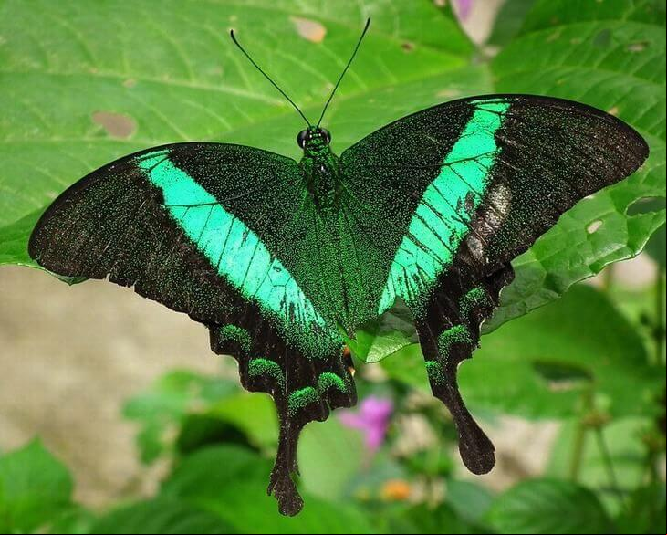 BORBOLETA - As borboletas apreciam uma boa cerveja. Segundo biólogos, os machos bebem para aumentar os espermatóforos - cápsulas gelatinosas que não só transportam os espermatozoides, mas também contêm substâncias que ajudam a nutrir os ovos após a fertilização