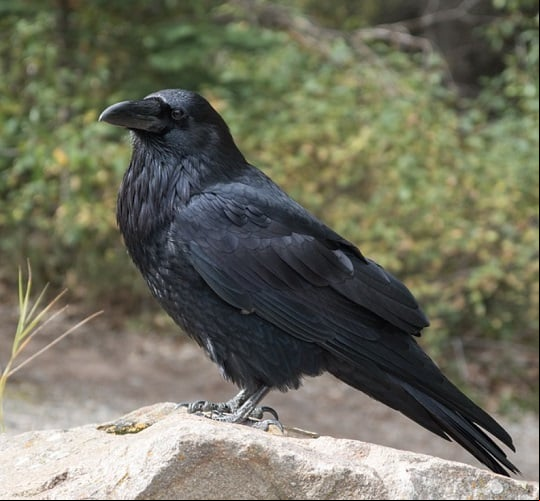 Um estudo de 2020 liderado por Piotr Tryjanowski, zoólogo da Universidade de Ciências da Vida de Poznań, na Polônia, reuniu vídeos que apresentam 55 espécies de aves que gostam de álcool. Entre elas, animais 'inteligentes' como corvos e papagaios.