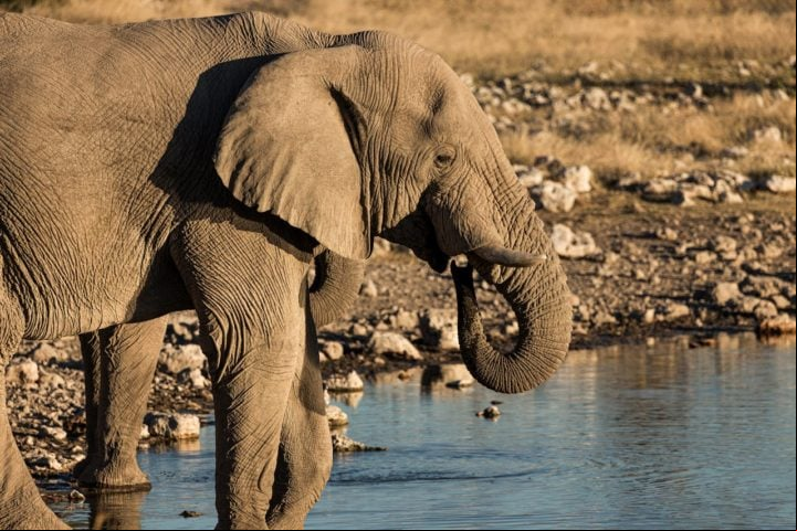 Pesquisadores argumentaram , por exemplo, que seria necessária uma enorme quantidade da fruta para embriagar um animal tão grande.