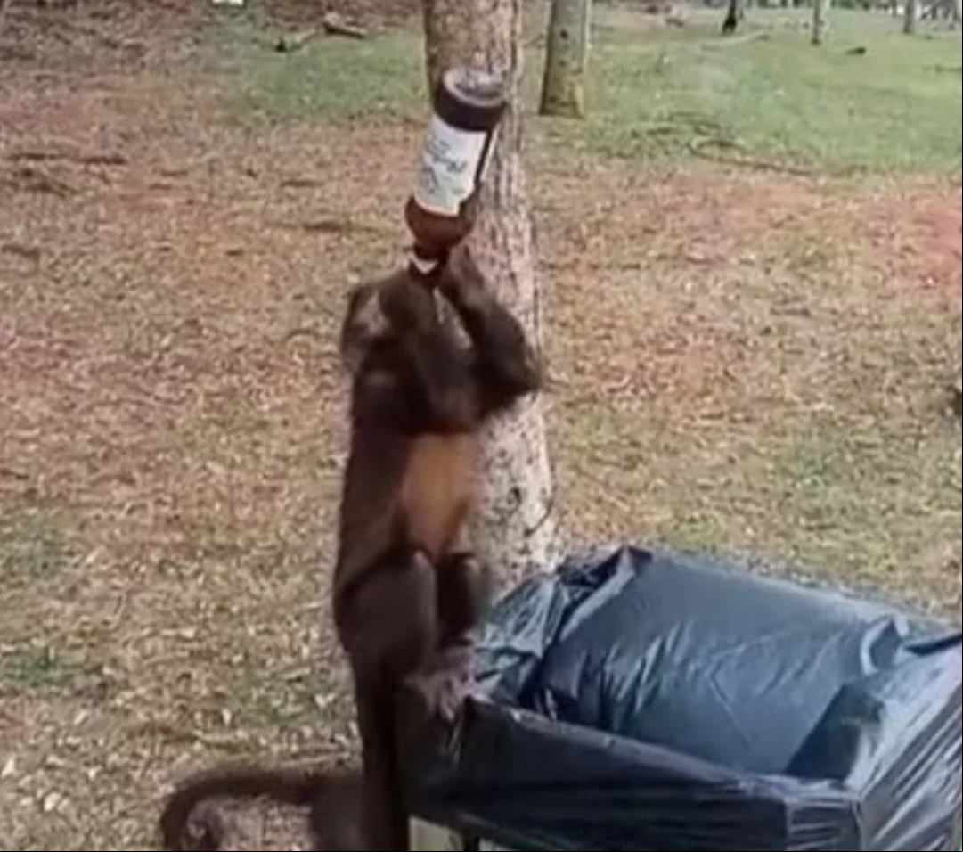 Um macaco-prego foi flagrado tomando cerveja numa área de caminhada do Lago Municipal de Cascavel, no Paraná. E ele tomou pelo gargalo da garrafa!