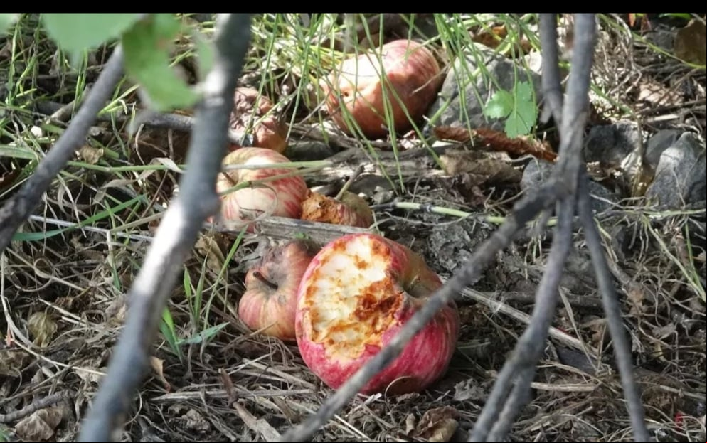 O animal se tornou uma praga invadindo casas e destruindo pertences dos moradores. É comem frutas fermentadas e bebem cerveja deixada na rua. Tanta gente queria perseguir os animais que o Senado proibiu a caça e mandou que as pessoas não deixassem lixo espalhado.