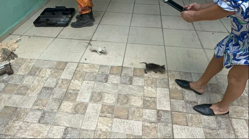 De acordo com balanço divulgado em agosto, 148 gatos foram resgatados no mês.