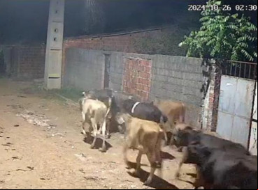 Furto das vacas foi registrado em Itaitinga  