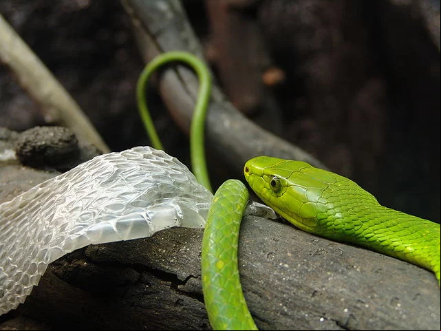 Veja, além da mamba-verde, uma lista com as cobras mais venenosas do mundo. Espécies que são notoriamente perigosas.