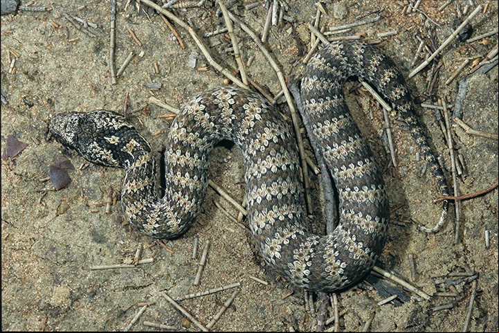 Cobra da Morte - Originária da Austrália. Também é encontrada na Nova Guiné. Diferentemente da maioria das cobras, que reagem quando provocadas, esta serpente ataca por nada, sem ter sido ameaçada. E tem um dos botes mais rápidos.