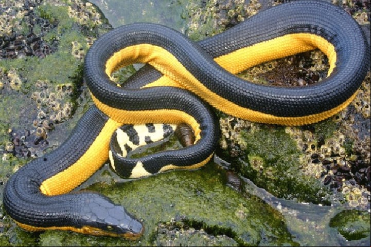 Uma mordida dessa cobra injeta até 100 mg de veneno - o suficiente para matar 100 pessoas.