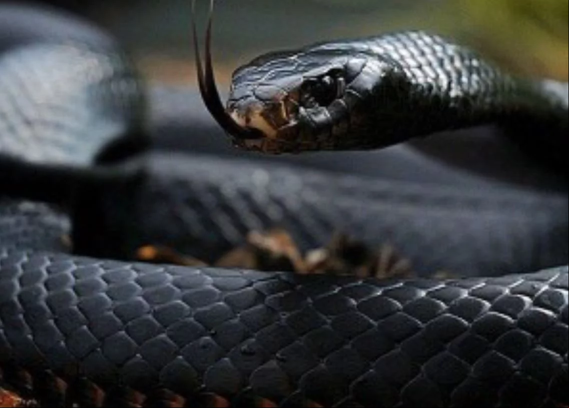 O veneno da mamba-negra tem a ação mas rápida dentre as cobras, se espalhando rapidamente pelo corpo. Se a vítima não procurar auxílio imediato, morre em 20 minutos.