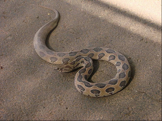 Víbora de Russell - Animal noturno, vive na Índia, China e Taiwan. Atinge cerca de 1,60m. E tem a pele marrom com manchas que funcionam como camuflagem entre as árvores. Sua picada é considerada uma das mais dolorosas.
