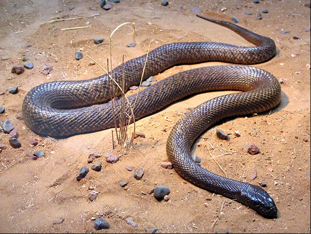Taipan - Austrália. Tem uma toxina que destrói as células sanguíneas e provoca hemorragia interna. Sua dose letal é de apenas 0,1 mg por quilo. Mas ela chega a injetar 120 mg num só ataque. Em média, uma cobra dessas pode matar 56 homens.